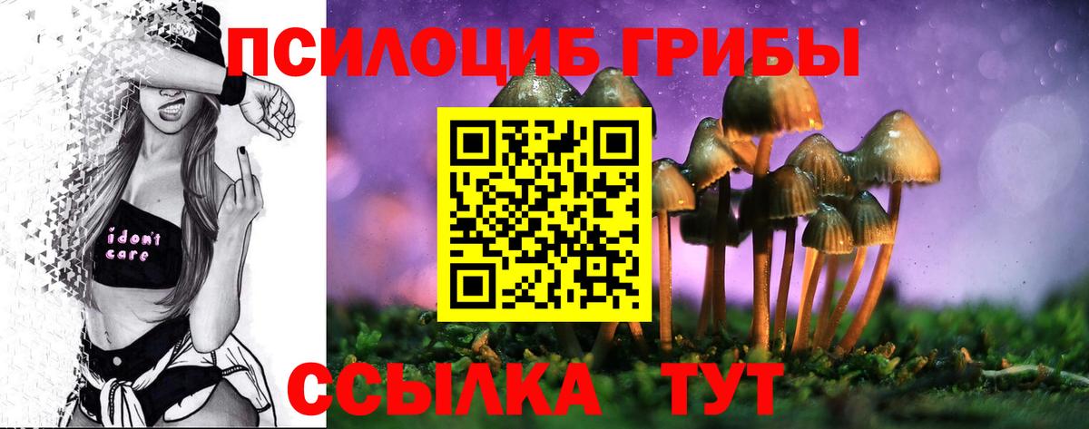 Псилоцибиновые грибы Psilocybe Балтийск